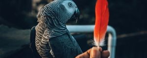 Preview wallpaper parrot, bird, feather, hand