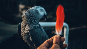 Preview wallpaper parrot, bird, feather, hand