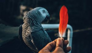 Preview wallpaper parrot, bird, feather, hand