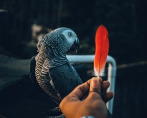 Preview wallpaper parrot, bird, feather, hand