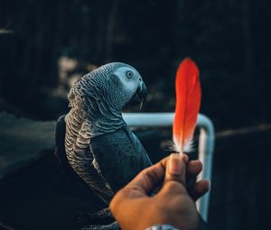 Preview wallpaper parrot, bird, feather, hand