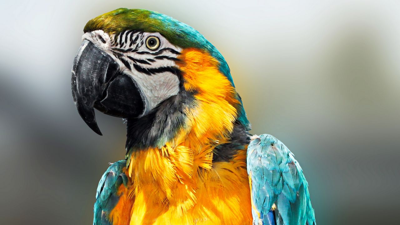 Wallpaper parrot, bird, feathers, beak, color