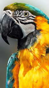 Preview wallpaper parrot, bird, feathers, beak, color