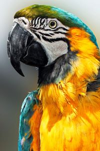 Preview wallpaper parrot, bird, feathers, beak, color