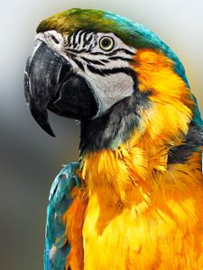 Preview wallpaper parrot, bird, feathers, beak, color