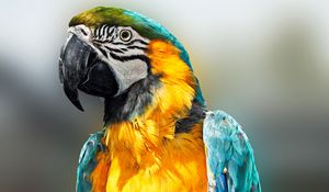 Preview wallpaper parrot, bird, feathers, beak, color