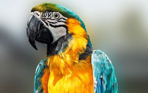 Preview wallpaper parrot, bird, feathers, beak, color