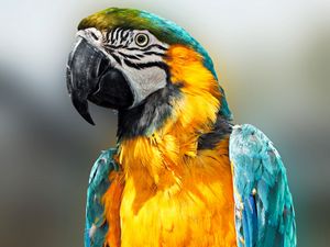 Preview wallpaper parrot, bird, feathers, beak, color