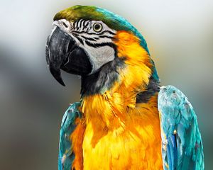 Preview wallpaper parrot, bird, feathers, beak, color