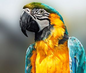 Preview wallpaper parrot, bird, feathers, beak, color