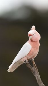 Preview wallpaper parrot, bird, feathers, pink, branch