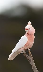 Preview wallpaper parrot, bird, feathers, pink, branch