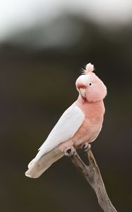 Preview wallpaper parrot, bird, feathers, pink, branch