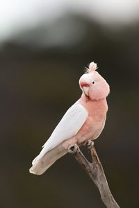 Preview wallpaper parrot, bird, feathers, pink, branch