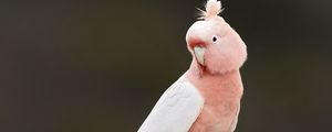 Preview wallpaper parrot, bird, feathers, pink, branch