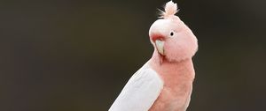 Preview wallpaper parrot, bird, feathers, pink, branch
