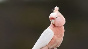 Preview wallpaper parrot, bird, feathers, pink, branch