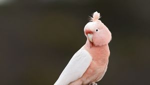 Preview wallpaper parrot, bird, feathers, pink, branch