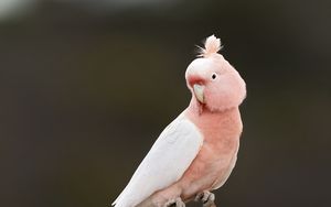 Preview wallpaper parrot, bird, feathers, pink, branch