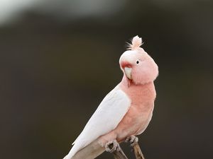 Preview wallpaper parrot, bird, feathers, pink, branch
