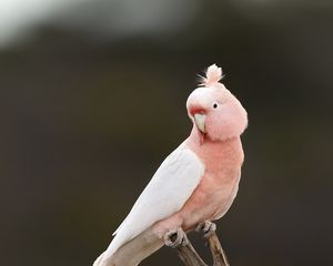 Preview wallpaper parrot, bird, feathers, pink, branch