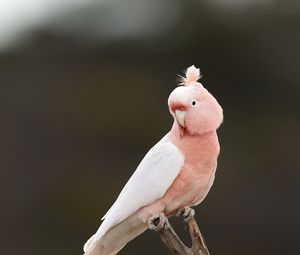 Preview wallpaper parrot, bird, feathers, pink, branch
