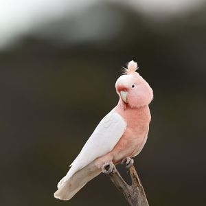Preview wallpaper parrot, bird, feathers, pink, branch