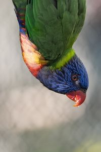 Preview wallpaper parrot, bird, feathers, multi-colored