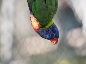 Preview wallpaper parrot, bird, feathers, multi-colored