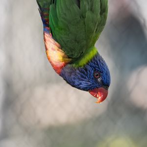Preview wallpaper parrot, bird, feathers, multi-colored
