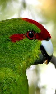 Preview wallpaper parrot, bird, feathers, green