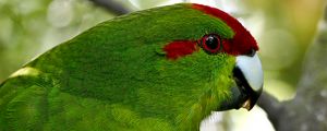 Preview wallpaper parrot, bird, feathers, green