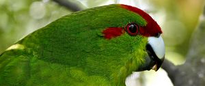 Preview wallpaper parrot, bird, feathers, green