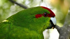 Preview wallpaper parrot, bird, feathers, green