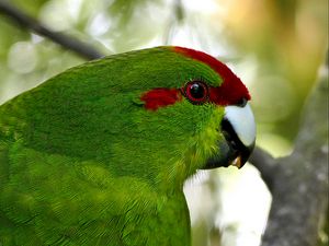 Preview wallpaper parrot, bird, feathers, green