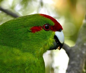 Preview wallpaper parrot, bird, feathers, green