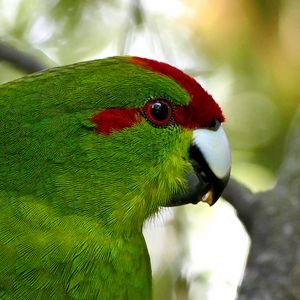 Preview wallpaper parrot, bird, feathers, green