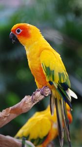 Preview wallpaper parrot, bird, feathers, wings, colorful