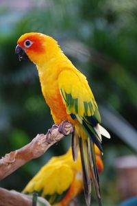 Preview wallpaper parrot, bird, feathers, wings, colorful