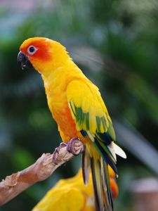 Preview wallpaper parrot, bird, feathers, wings, colorful