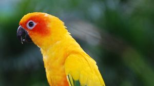 Preview wallpaper parrot, bird, feathers, wings, colorful