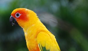 Preview wallpaper parrot, bird, feathers, wings, colorful