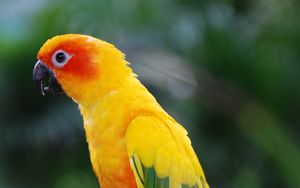 Preview wallpaper parrot, bird, feathers, wings, colorful