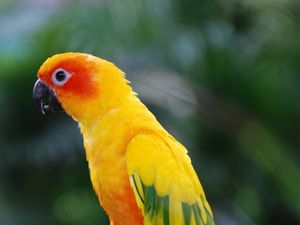 Preview wallpaper parrot, bird, feathers, wings, colorful