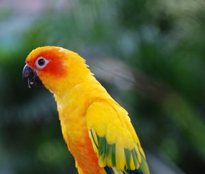 Preview wallpaper parrot, bird, feathers, wings, colorful