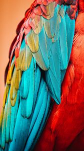 Preview wallpaper parrot, bird, feathers, macro