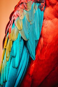 Preview wallpaper parrot, bird, feathers, macro