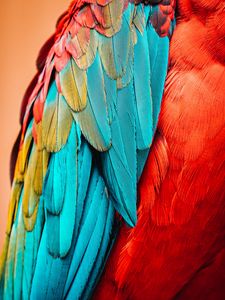 Preview wallpaper parrot, bird, feathers, macro