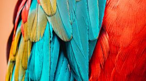 Preview wallpaper parrot, bird, feathers, macro