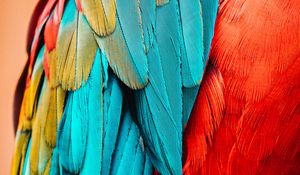 Preview wallpaper parrot, bird, feathers, macro